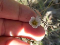 Cherleria capillacea