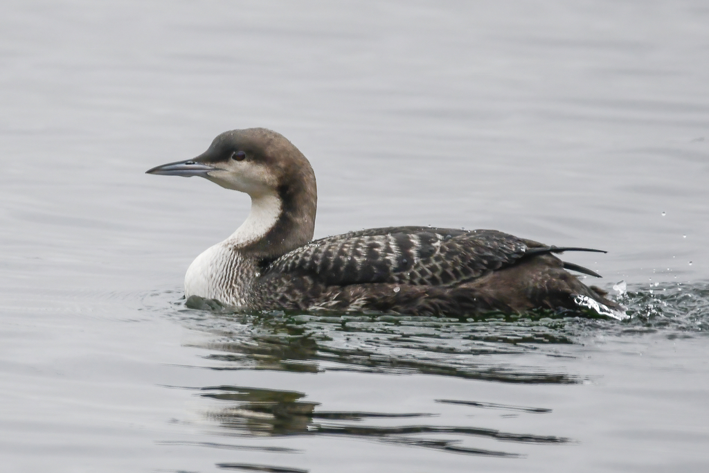Pacific Loon