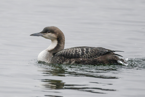 Pacific Loon