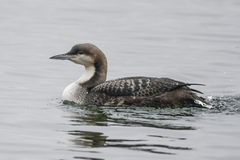 Pacific Loon photo 6