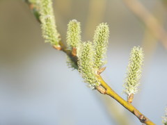 Salix viminalis