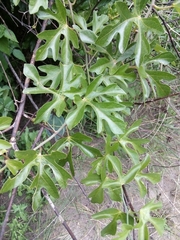 Adenia natalensis
