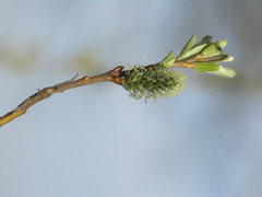 Salix viminalis