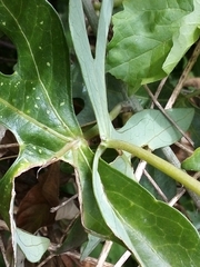 Adenia natalensis