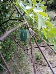 Adenia natalensis