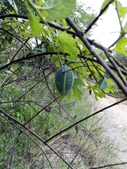 Adenia natalensis