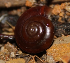 Glyptostoma gabrielense