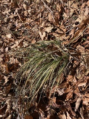 Carex biltmoreana