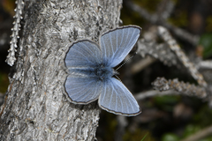 Glaucopsyche lygdamus couperi