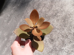 Kalanchoe orgyalis
