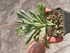 Baculellum articulatum × senecio oxyriifolius tropaeolifolius