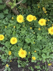 Doronicum
