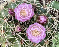 Gymnocalycium monvillei