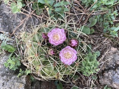 Gymnocalycium monvillei