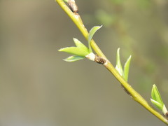 Salix