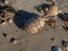 Calappa granulata