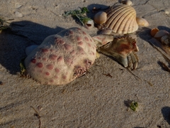 Calappa granulata