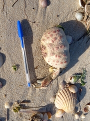 Calappa granulata