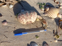 Calappa granulata