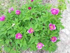 Paeonia officinalis