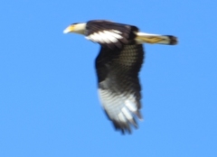 Caracara plancus