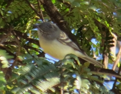 Serpophaga subcristata