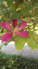 Bauhinia × blakeana