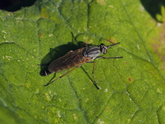 Cliorismia