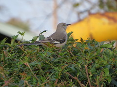 Mimus polyglottos
