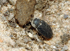 Dermestes frischii