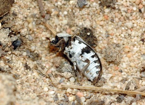 Fringed Larder Beetle