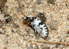 Dermestes frischii