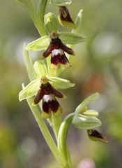 Ophrys insectifera aymoninii
