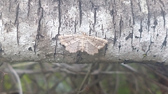 Neomusotima conspurcatalis