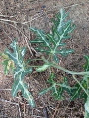 Adenia natalensis