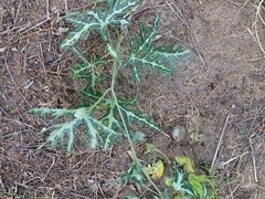 Adenia natalensis