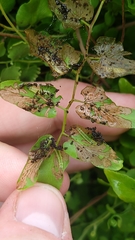 Neomusotima conspurcatalis