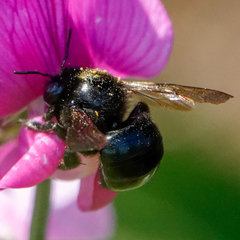 Xylocopa