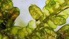 Porella cordaeana