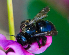 Xylocopa