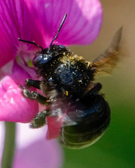 Xylocopa