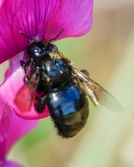 Xylocopa