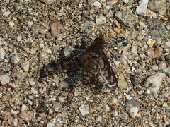 Conophorus fenestratus