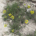 Engelmann's Bladderpod - Photo (c) Chuck Sexton, some rights reserved (CC BY-NC), uploaded by Chuck Sexton