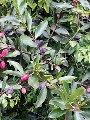 Acokanthera oppositifolia