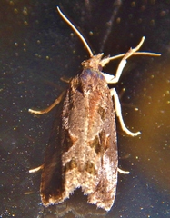 Endothenia nubilana