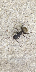 Camponotus mus