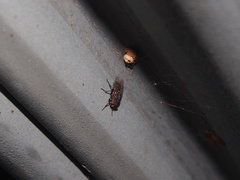 Apterona helicoidella