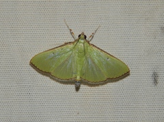 Parotis baldersalis