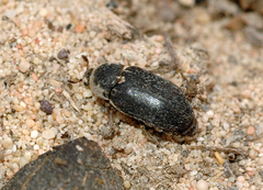 Dermestes frischii